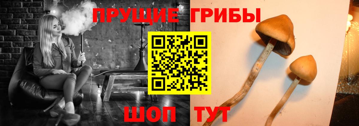 Псилоцибиновые грибы GOLDEN TEACHER Ивантеевка